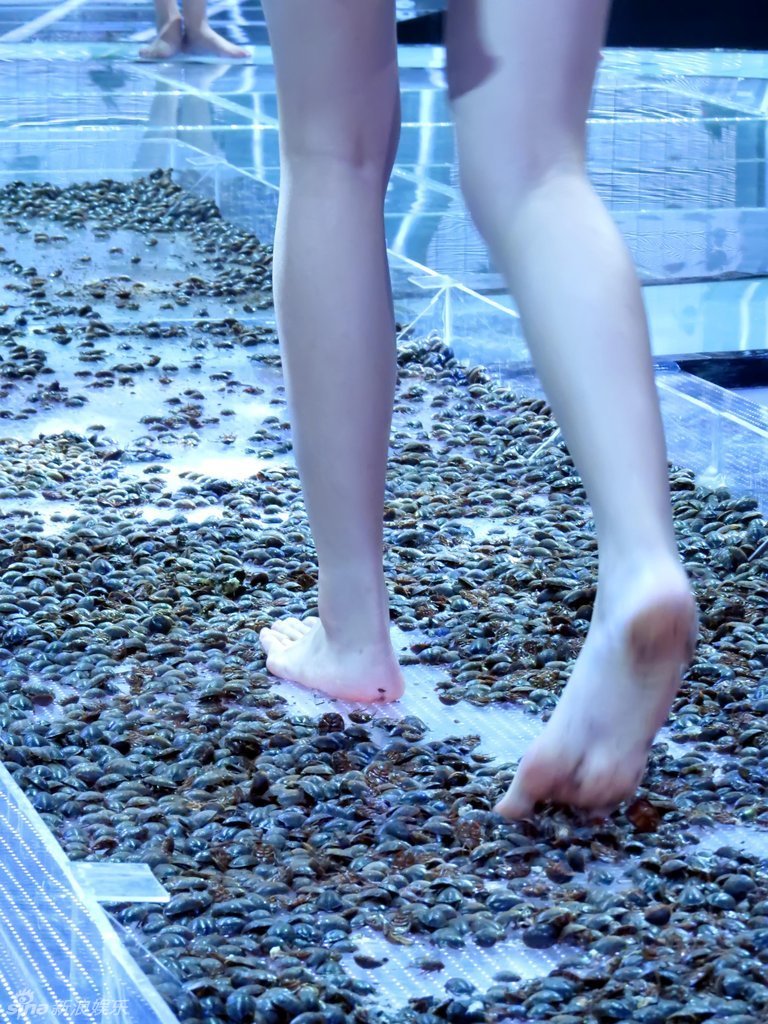 模特赛现活虫t台