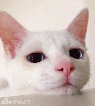 疯狂猜图蓝眼睛猫_疯狂猜图蓝眼睛机器人六个字电影电视答案是什么