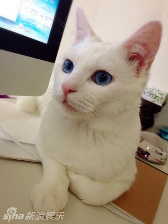 疯狂猜图蓝眼睛猫_疯狂猜图蓝眼睛机器人六个字电影电视答案是什么