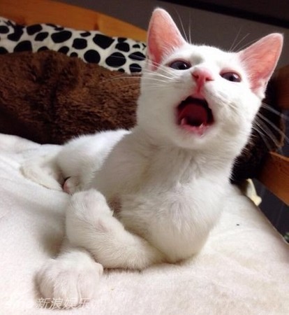 疯狂猜图蓝眼睛猫_疯狂猜图蓝眼睛机器人六个字电影电视答案是什么