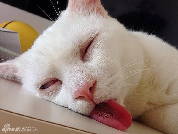 疯狂猜图蓝眼睛猫_疯狂猜图蓝眼睛机器人六个字电影电视答案是什么