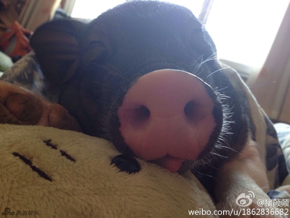 萌妹与170斤花皮猪亲吻同被窝睡觉_高清