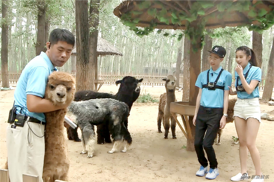 女神新装郭碧婷手抓虫 颖儿遭羊驼吐口水 -- 佛