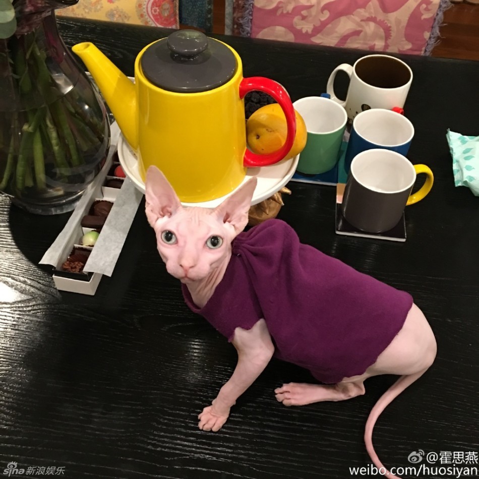 组图:霍思燕携嗯哼赏猫 无毛猫光体酷似被扒皮