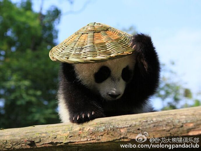 组图:大熊猫cos功夫熊猫!戴草帽背背篓萌翻天_高清图集_新浪网