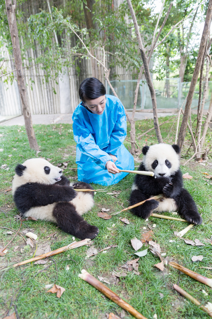 周迅与熊猫幼仔玩耍 共做大使“同事”