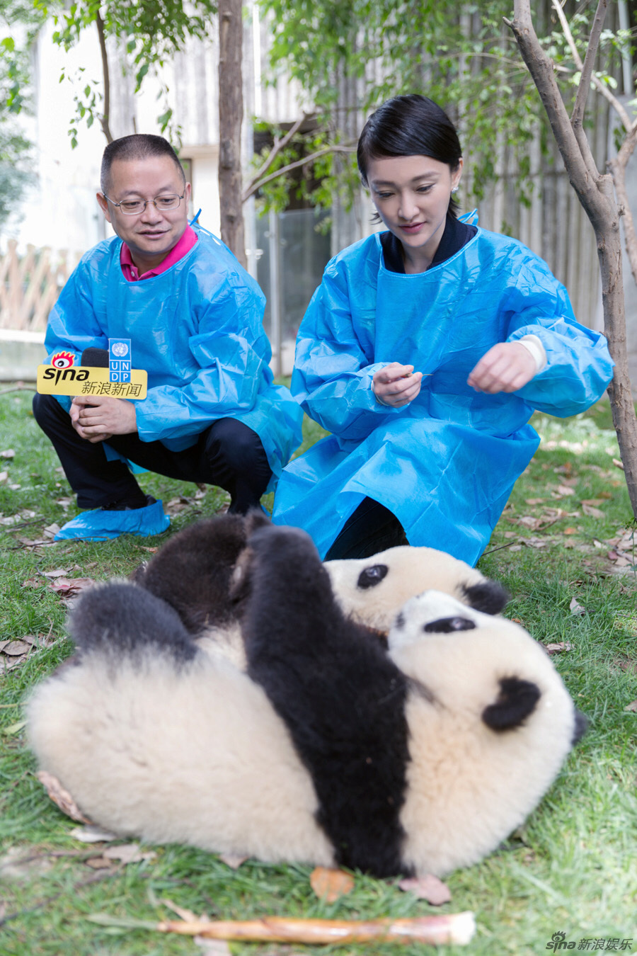 周迅与熊猫幼仔玩耍 共做大使“同事”