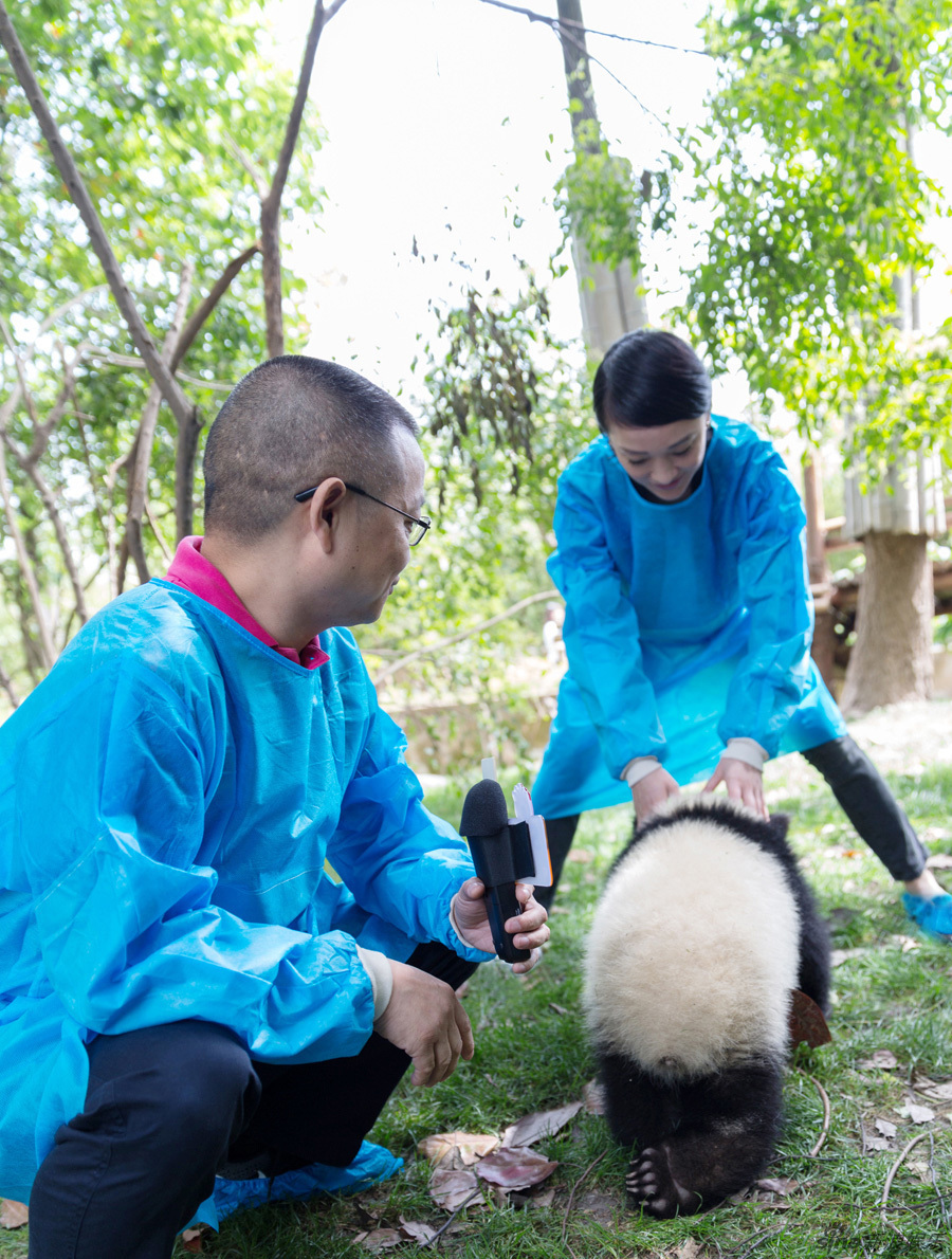 周迅与熊猫幼仔玩耍 共做大使“同事”