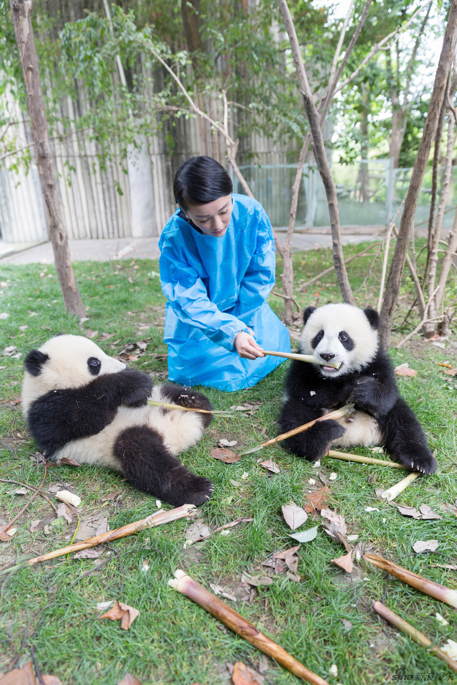 周迅与熊猫幼仔玩耍 共做大使“同事”