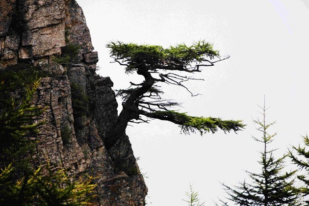 霍山农村人口_霍山黄芽