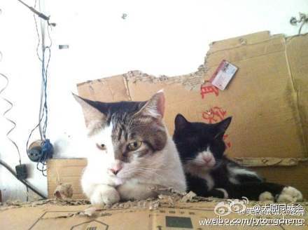 收入证明_收入一狗(2)
