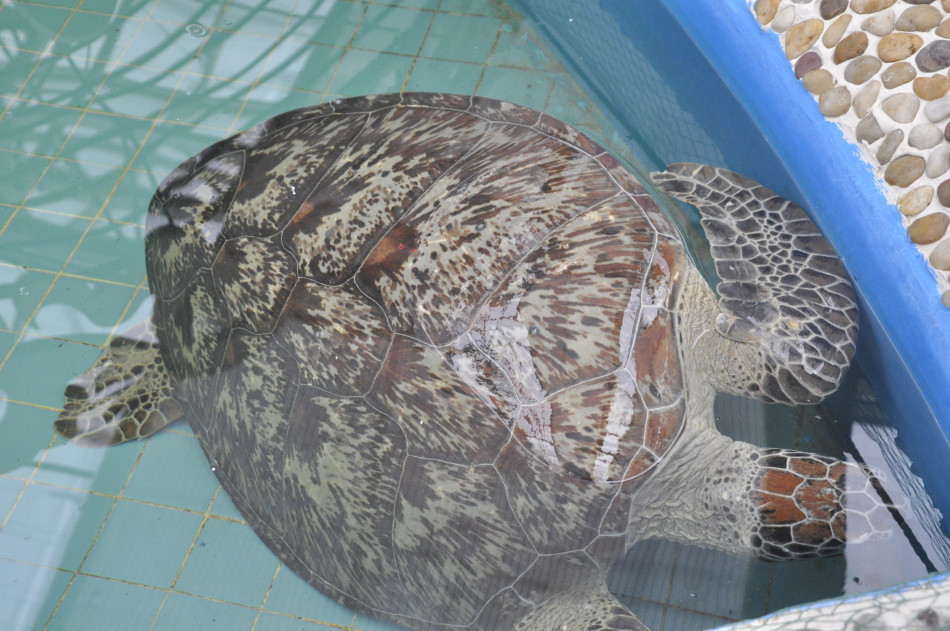 小编探营农博园:182斤大海龟寿命超百岁