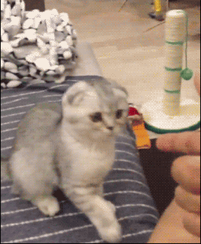 搞笑gif动态图图片