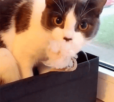 广州恒大vs河南建业