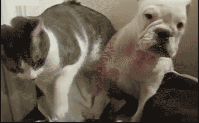 mlb世界大赛-乐鱼app(leyu)官方网站-乐鱼官网