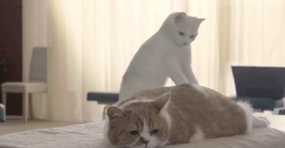 亚冠恒大直播-乐鱼app(leyu)官方网站-乐鱼官网