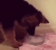 阿森纳vs那不勒斯