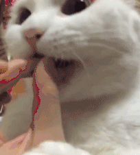 拜仁慕尼黑壁纸