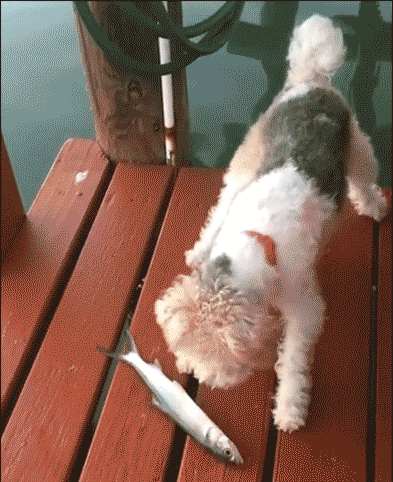 c罗和马塞洛-乐鱼app(leyu)官方网站-乐鱼官网