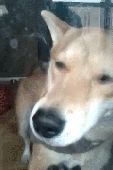 阿根廷国家队球衣-爱游戏APP（中国）官方网站下载_AIYOUXI体育