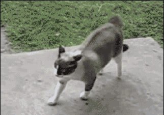 中央台节目预告-乐鱼app(leyu)官方网站-乐鱼官网