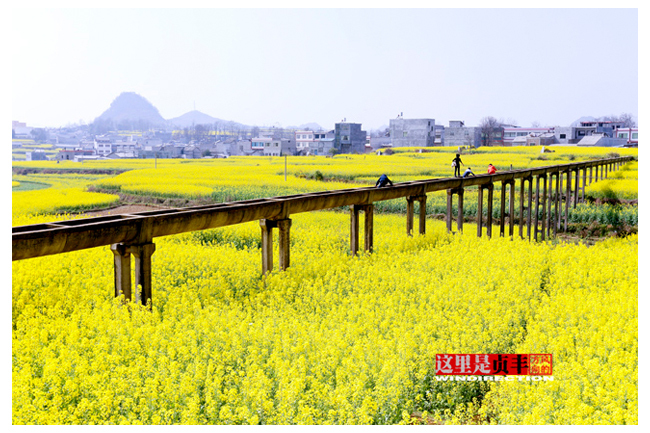 贵州山地油菜花开实拍唯美高清组图 春之意乱情迷
