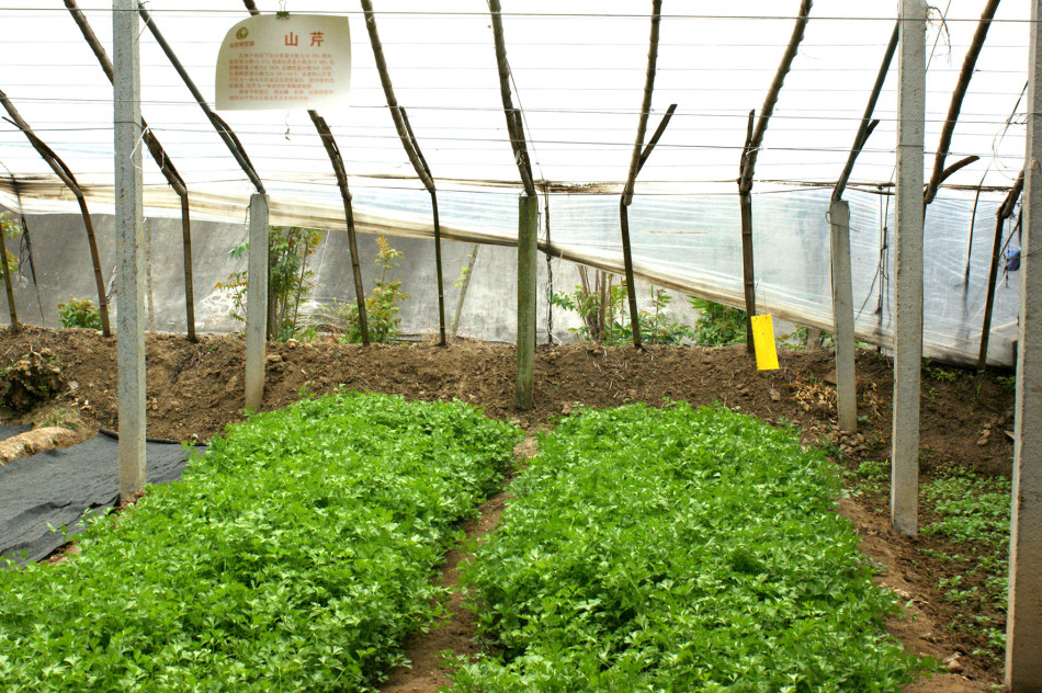 25 五龙河农场大棚里还种植着黄瓜,空心菜,西红柿,山芹等绿色有机