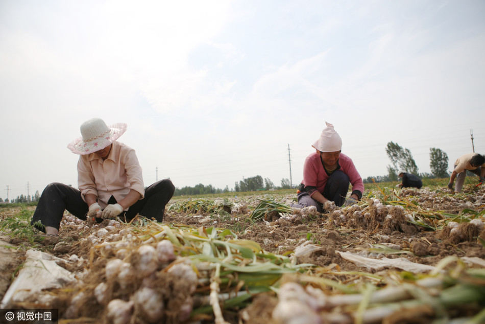 山东新鲜大蒜几月份出来-山东大蒜几月份上市