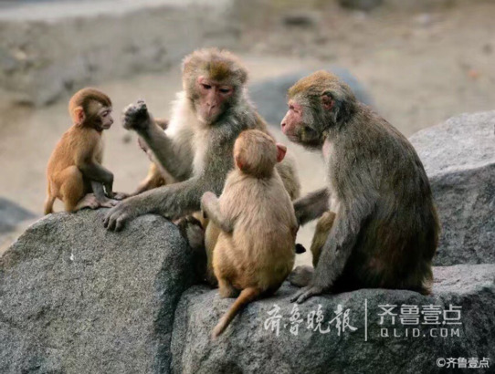 济南动物园的小猴子依偎在大猴子身旁,享受快乐的童年时光。 一张桃子形的面孔上,嵌着两颗闪着金光的眼睛,有的小猴子们时而在假山上窜来窜去,有的小猴子们依偎在大猴子的身旁,仿佛在一边聆听大猴子的教诲,一边体会着亲情的温暖。