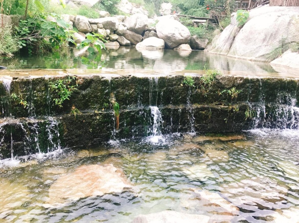 椿树镇人口_椿树芽(2)