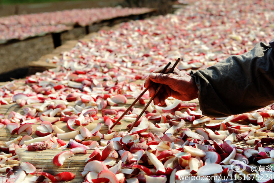 白萝卜咸菜 香菜咸菜的腌制方法图 萝卜咸菜的