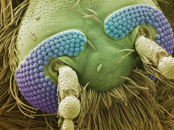 高倍显微镜下的昆虫狰狞“证件照”