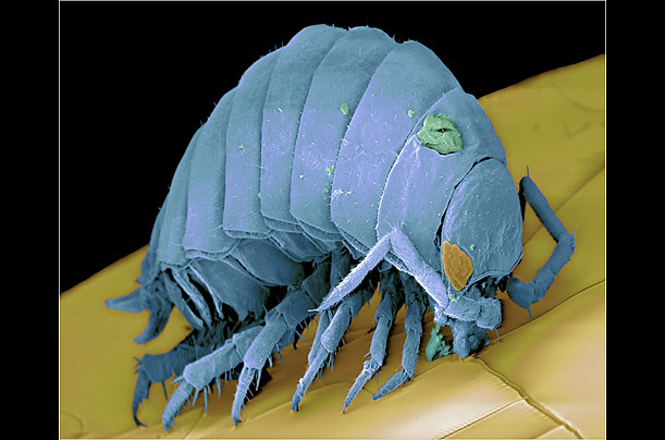 高倍显微镜下的昆虫狰狞“证件照”