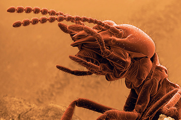 高倍显微镜下的昆虫狰狞“证件照”