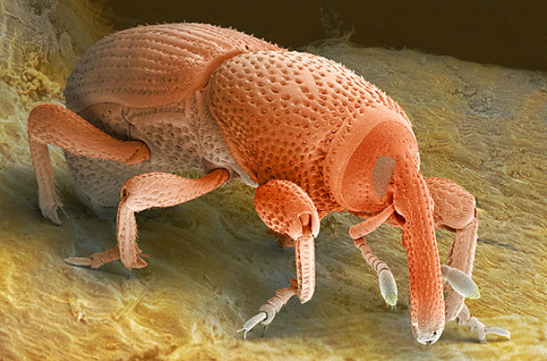 高倍显微镜下的昆虫狰狞“证件照”