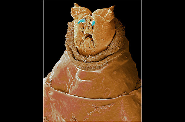 高倍显微镜下的昆虫狰狞“证件照”