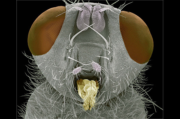 高倍显微镜下的昆虫狰狞“证件照”