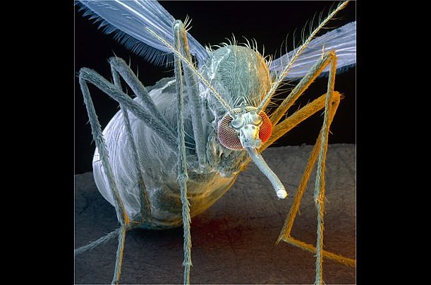 高倍显微镜下的昆虫狰狞“证件照”