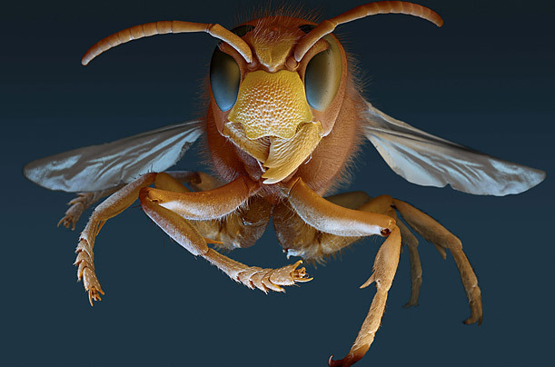 高倍显微镜下的昆虫狰狞“证件照”