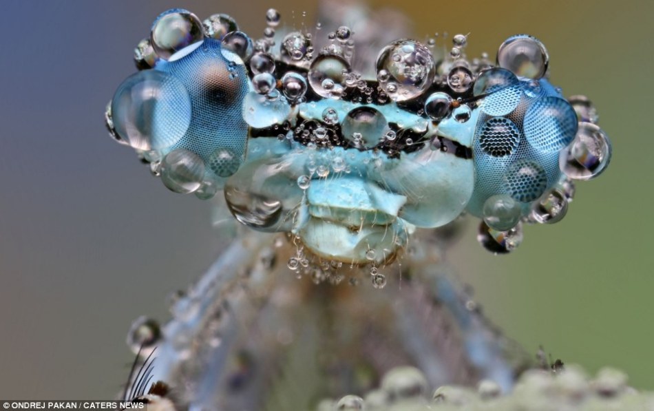 嘆為觀止的微距攝影︰雨滴中昆蟲如外星來客(高清圖)