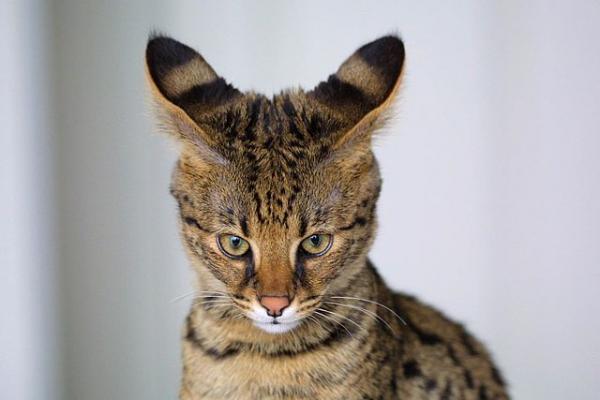 盘点世界十种怪猫:斯芬克斯猫全身无毛_高清图集_新浪