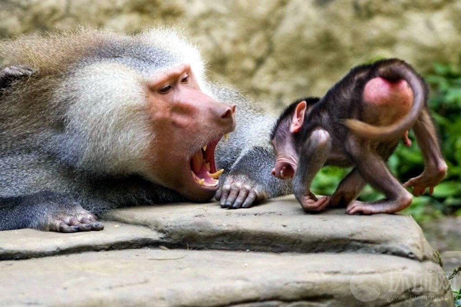 狒狒动物世界 453_18304_223191.jpg