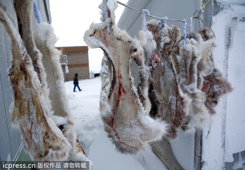 北极爱斯基摩人的严寒生活:多数已不会建雪屋