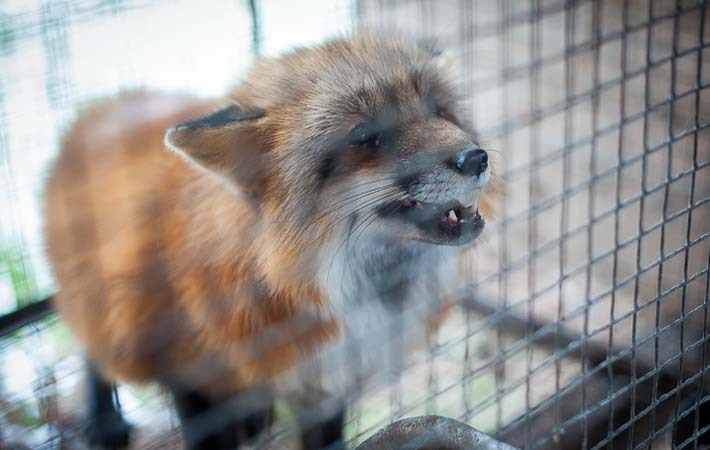 杀死人的动物 453_20024_999081.jpg