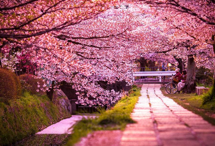 全球最美丽的樱花盛开景观