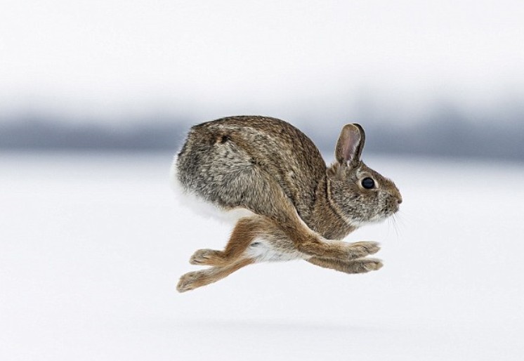 摄影师捕捉到野兔雪地全速飞奔画面_珠三角人才网_ZSJJOB.COM