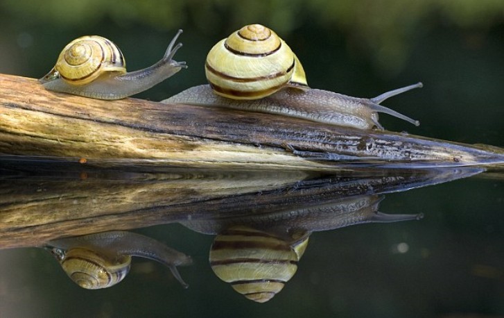 两只老虎猜一成语