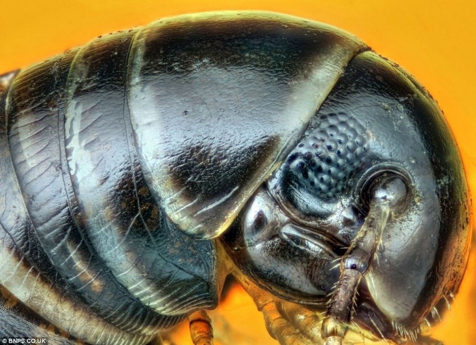 微距镜头下的昆虫:展现丰富身体细节 - 极美炫