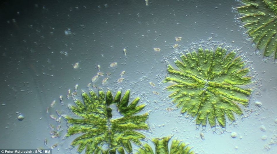 水中微生物高清显微图似外星生命_高清图集_新浪网