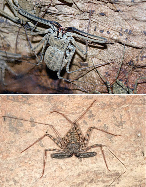 7种奇特的蜘蛛和蝎子:巨型帝王蝎成宠物 -- 递客阅读收藏家